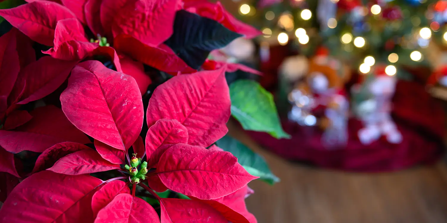 Roadrunner Naturists Club 2025 Holiday Party